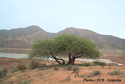 Arganier - Argania spinosa