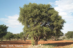 Arganier - Argania spinosa